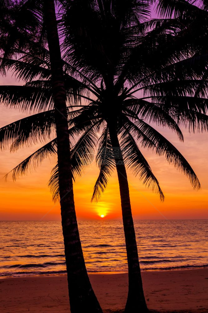 棕榈树在日落海滩上美丽的日落图片