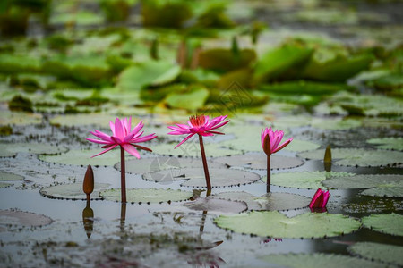 池塘中的粉红水百合花背景图片