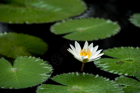 池塘中的白水百花背景图片