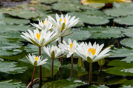 池塘中的白水百花图片