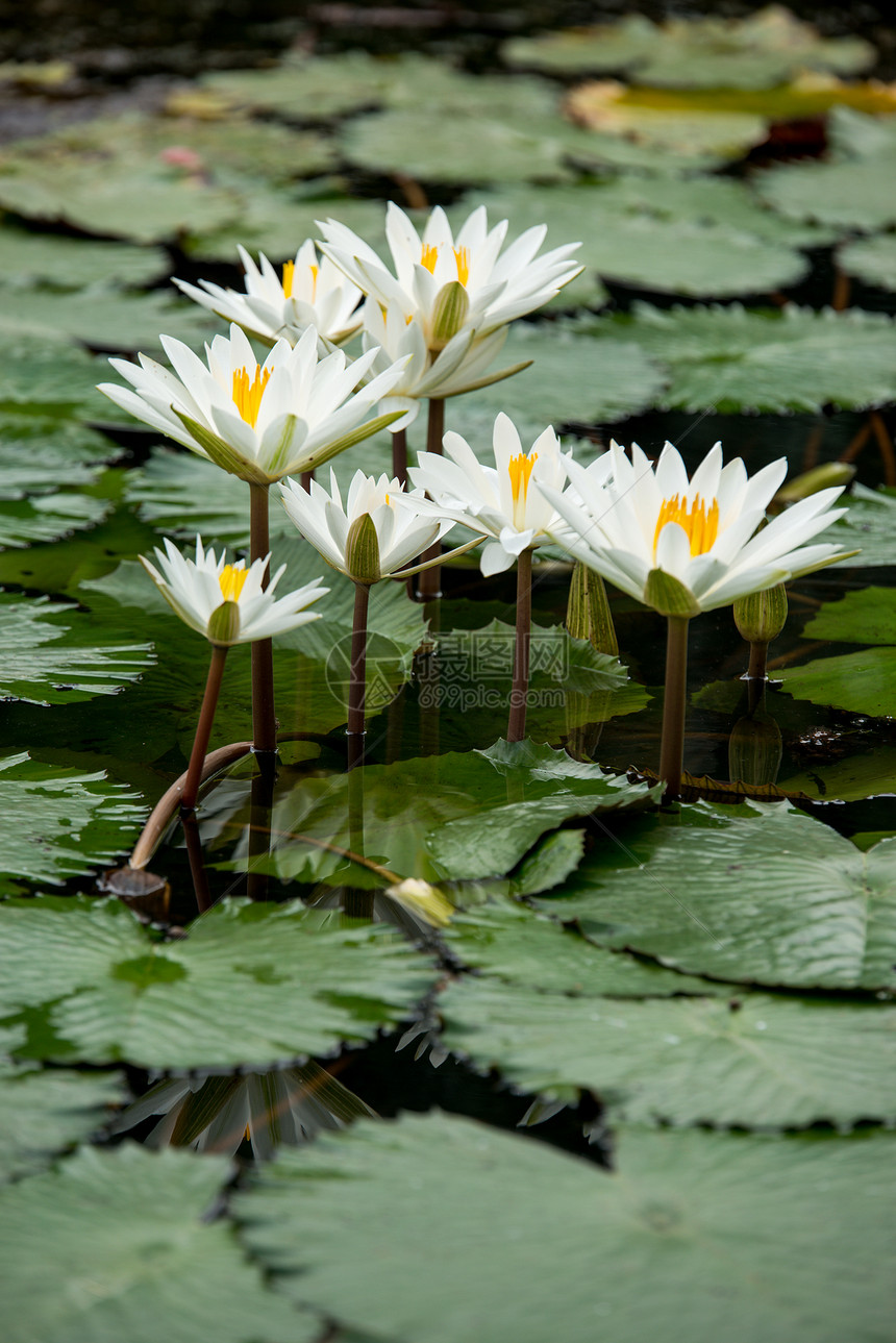 池塘中的白水百花图片