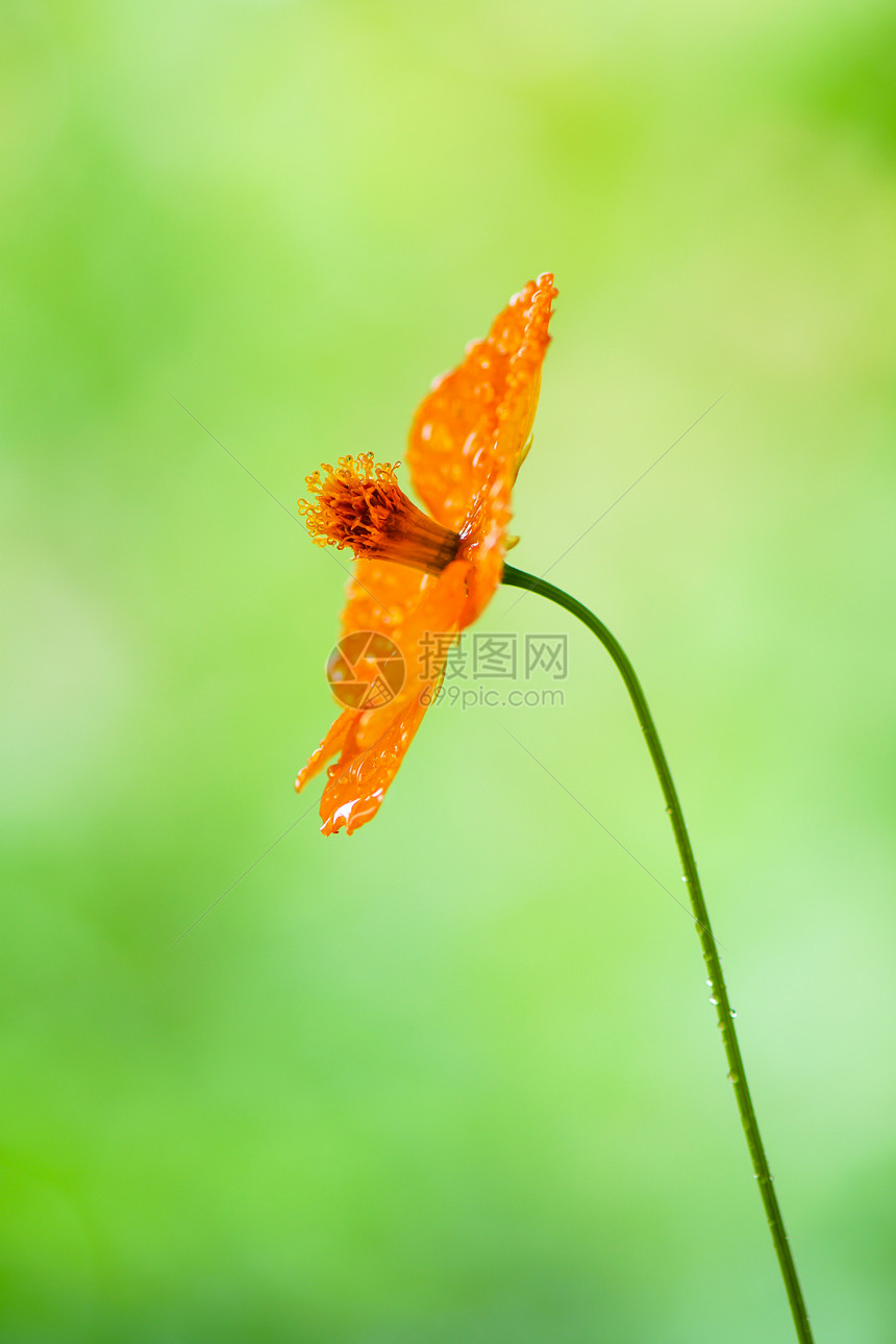 绿色花园背景上滴水的黄色宇宙花朵图片