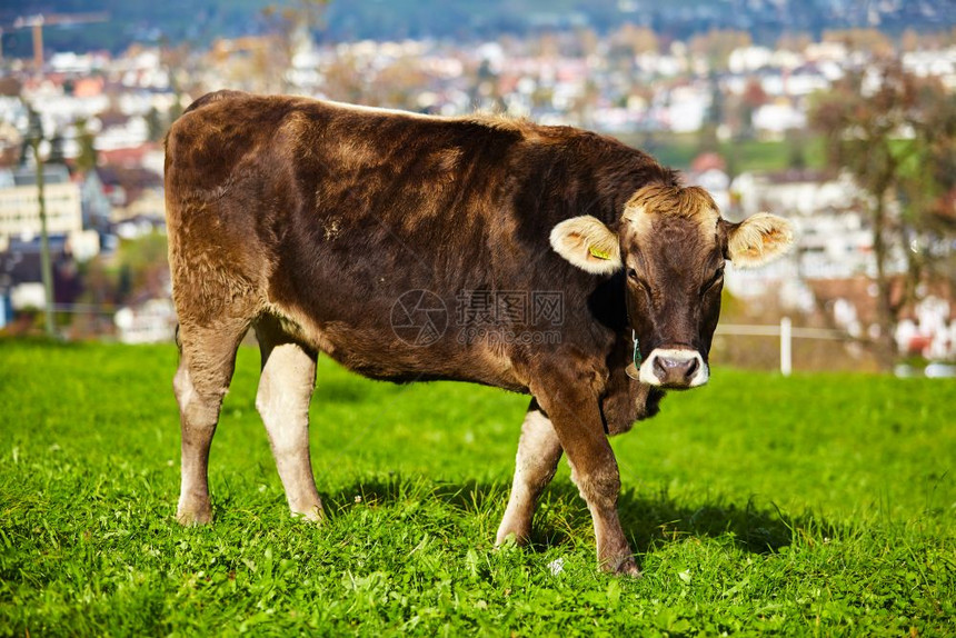 牛群在绿夏草地上放牧牛群在野外图片
