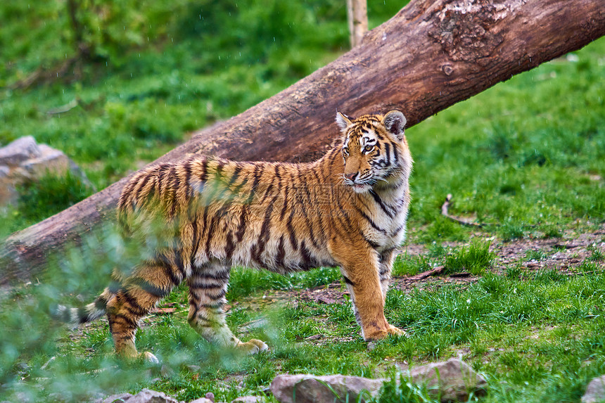 虎在森林中大自然图片