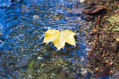 秋天下水上黄叶落图片