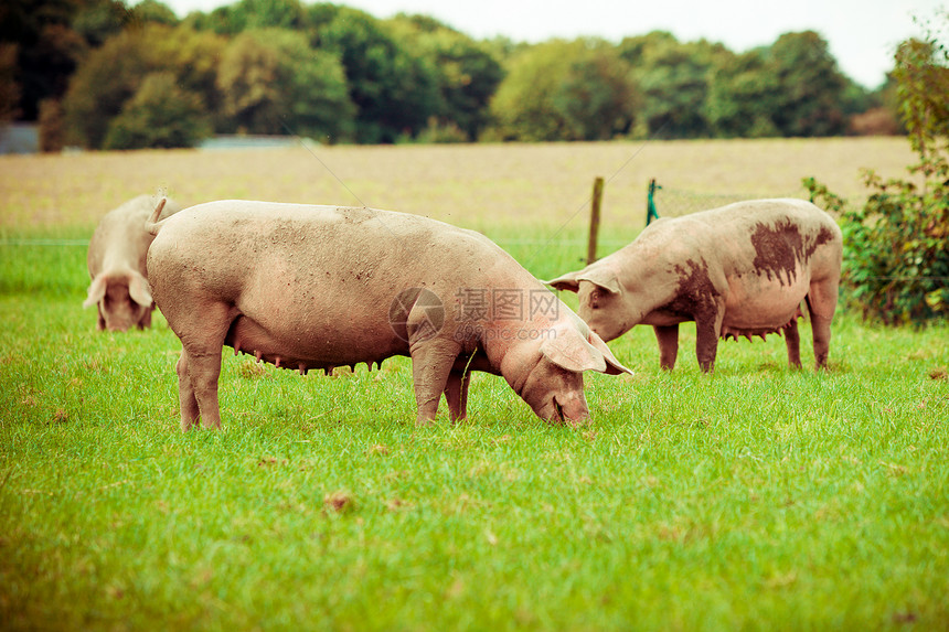 养猪场野外草地上健康图片
