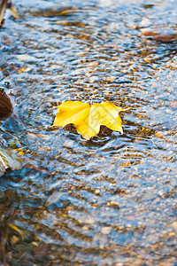 秋天下水上黄叶落高清图片
