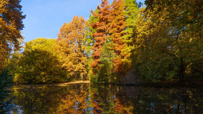 湖边的秋色季公园树图片