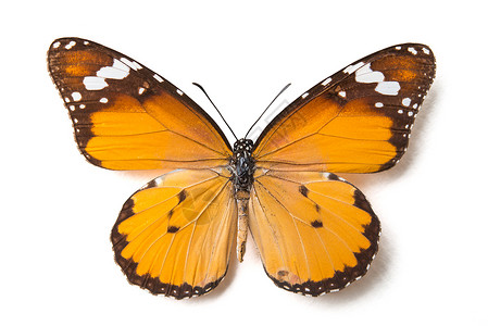 棕色橙色白上隔离的蝴蝶背景