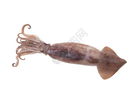 棕色鱼图片白色上孤立的新鲜鱿鱼背景