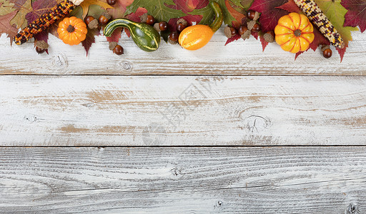 在感恩节和秋季假日叶配有古尔德玉米和橡树供感恩节和秋使用背景