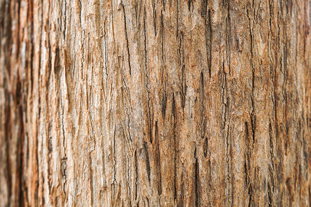 茶树皮纹理环境树树皮高清图片