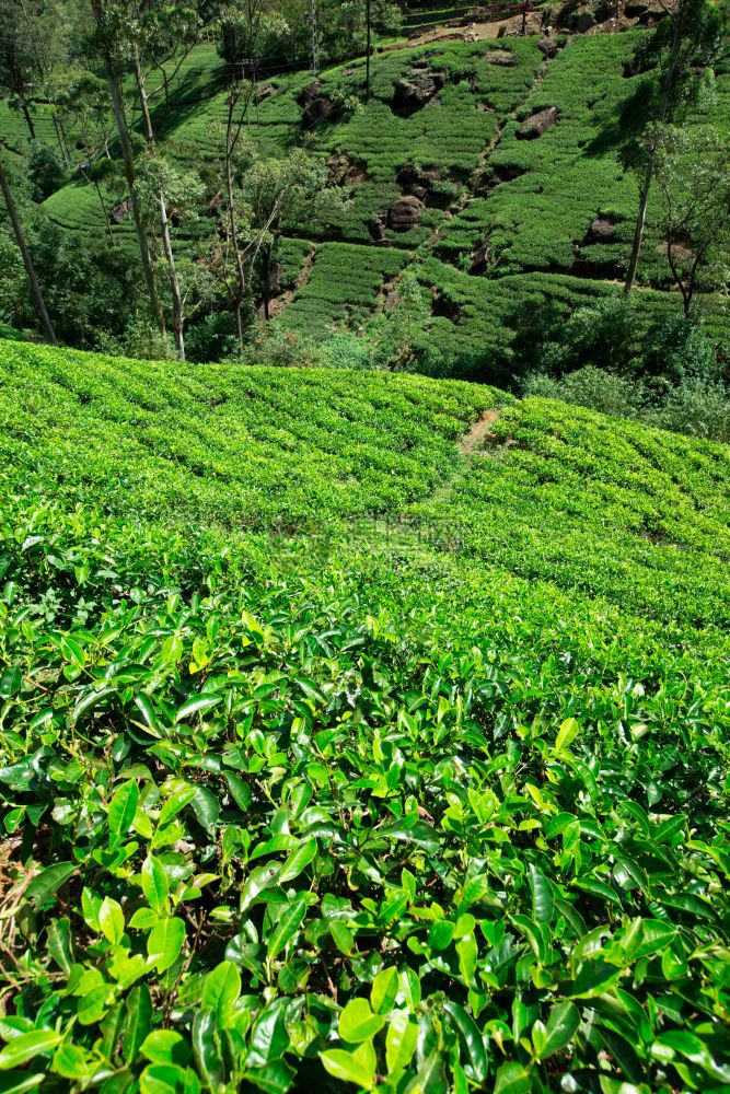 茶叶种植园自然背景图片