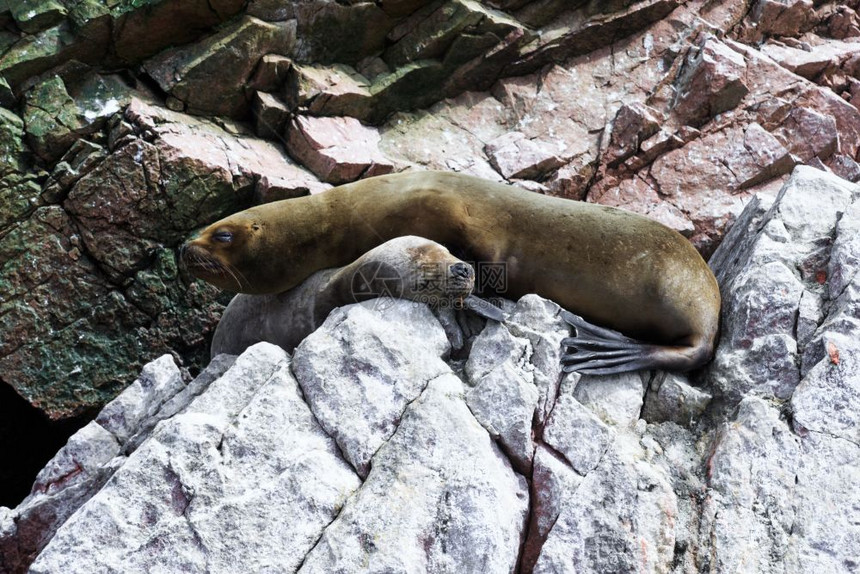 在秘鲁的巴列斯塔群岛为在秘鲁海岸的岩石而战的海狮图片
