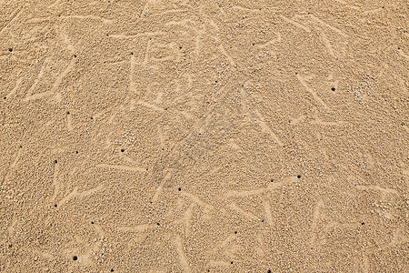 沙滩上的螃蟹洞图片
