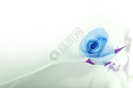 丝绸上的蓝玫瑰结婚卡背景图片