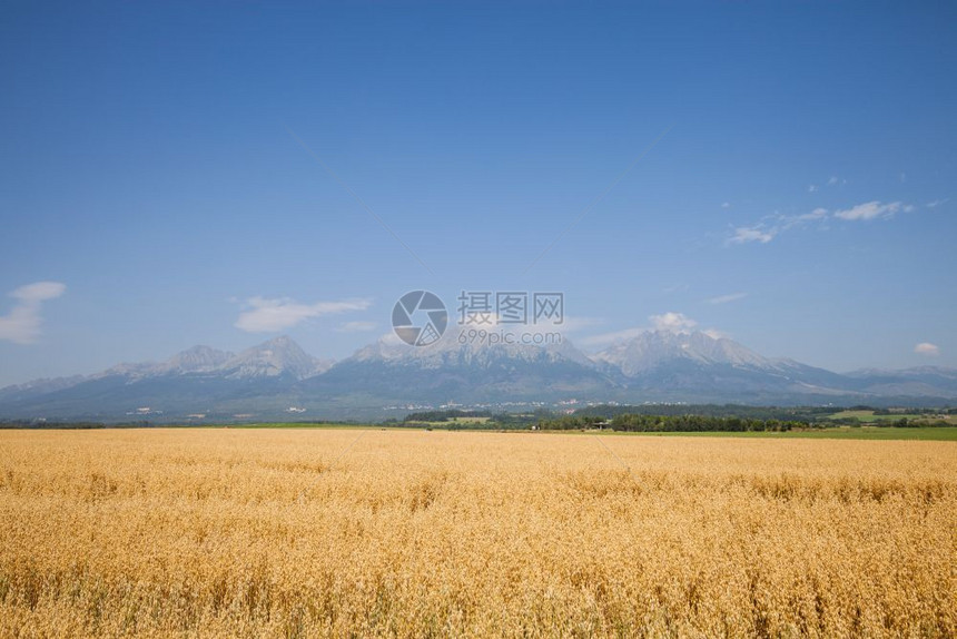 秋季农村景观小麦田和高山脉的背景图片