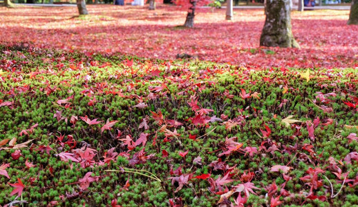 日本秋色的花园京都秋色的花园图片