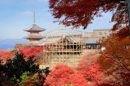 Kiyomizuzudera寺庙在翻修期间配有红色木叶背景图片