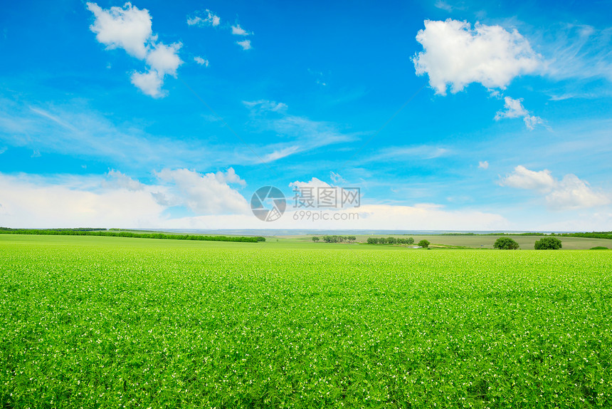 豆田和蓝天空夏季风景图片