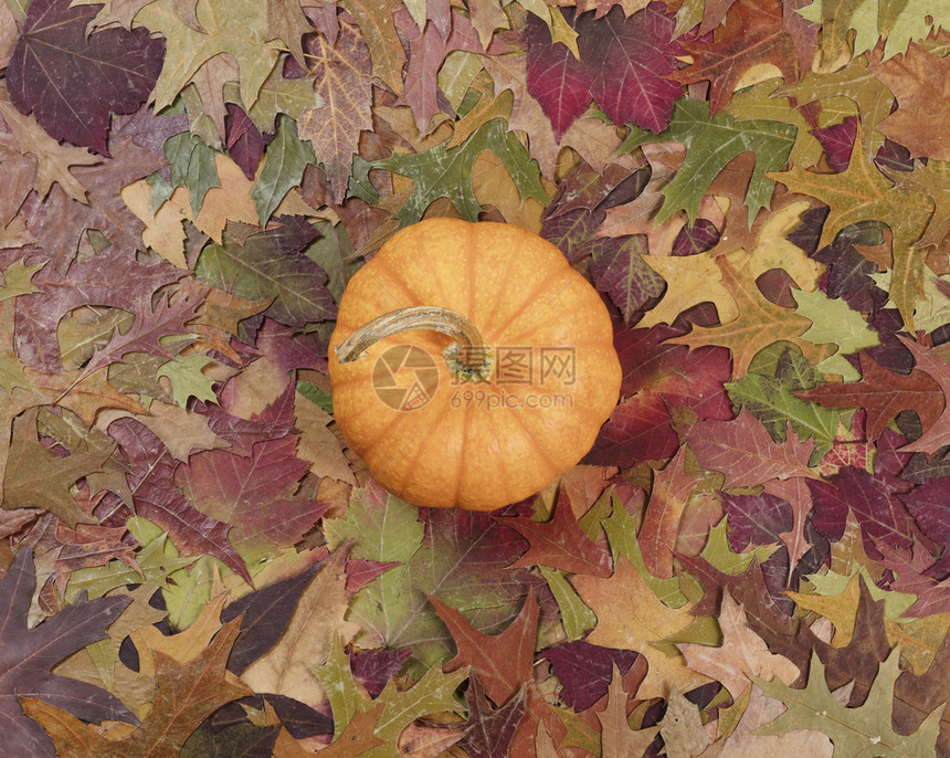 秋天假期时用单南瓜和遮挡花叶图片