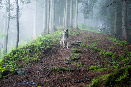 狗坐在绿雾林的路上图片