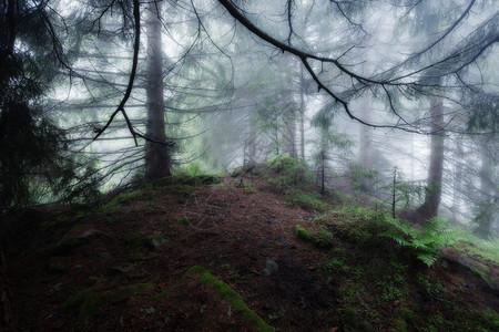 绿雾神秘的黑暗森林背景图片