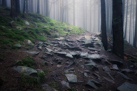 深雾神秘森林背景图片