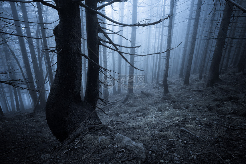 深雾神秘森林图片
