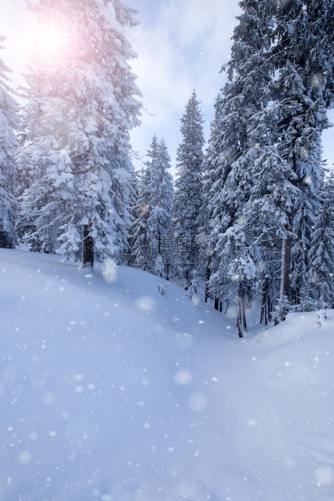 冬季山雪林图片