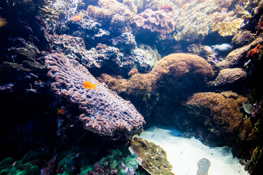 海洋绿藻和珊瑚生物图片