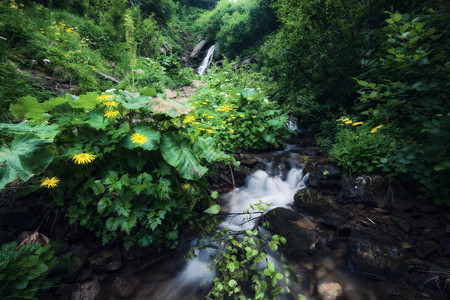 美丽的绿色夏季森林瀑布图片