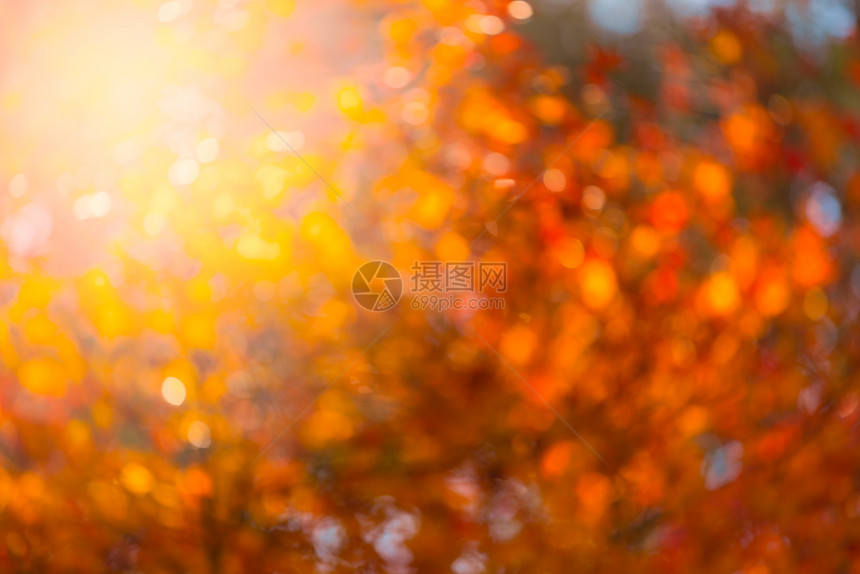 自然秋天以太阳为背景图片