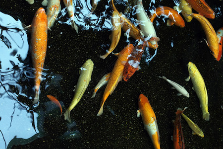 水池中的彩色鱼图片