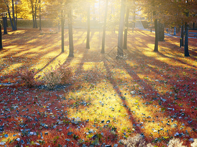 阳光秋天公园叶子倒塌图片