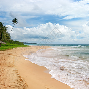 海洋滩黄沙和棕榈海景图片