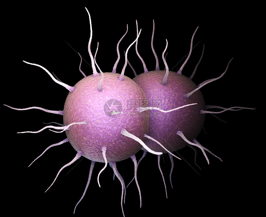 Neisseriagonorrhoea细菌是造成传染感的细菌淋病图片