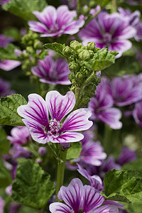 紫普通野花恰特里斯高清图片
