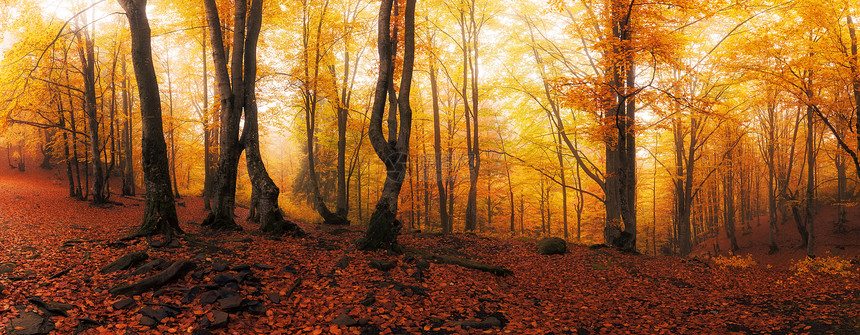 秋光明亮黄红森林全景图片