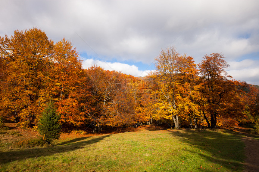 秋天阳光明媚的林地红色和黄森林图片