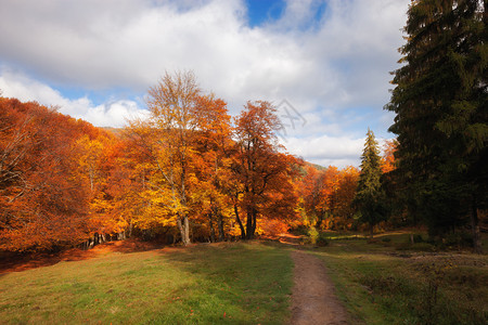 秋天阳光明媚的林地红色和黄森林图片