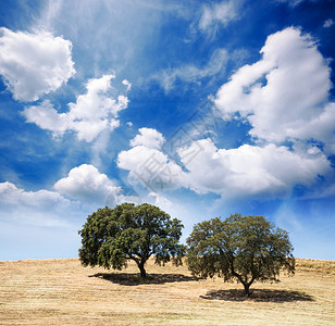 山上的大树在云天空上草地夏季风景图片