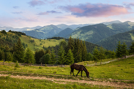 马在山的牧场上图片