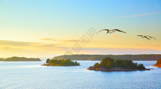 斯堪的纳维亚风景与小岛在斯德哥尔摩群岛日落和飞翔的海鸥瑞典图片
