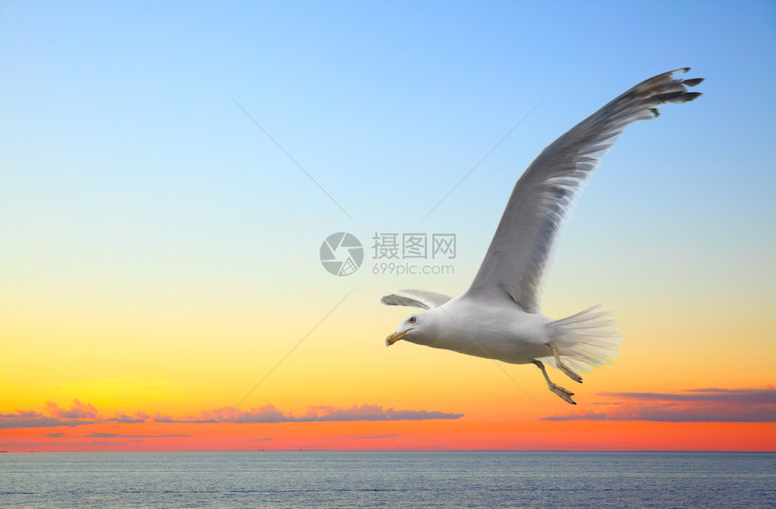 海鸥飞行的日落景复制空间构成图片