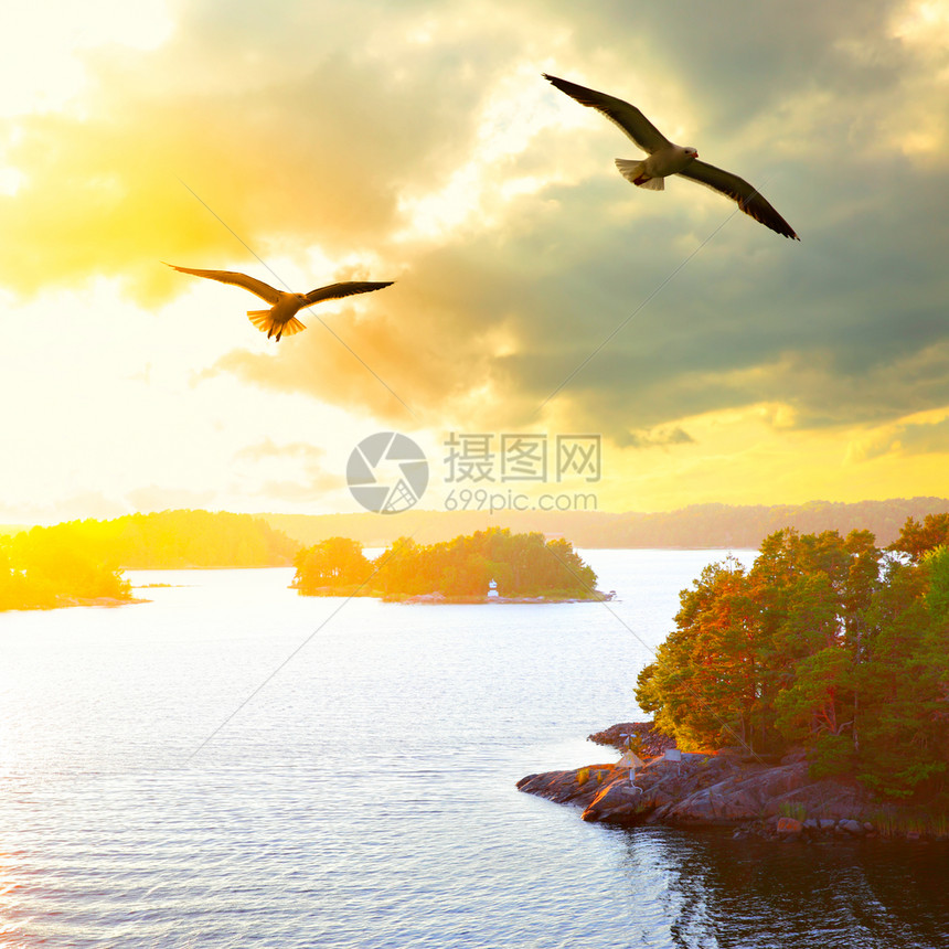 斯德哥尔摩群岛小屿的日落风景和飞行海鸥瑞典图片