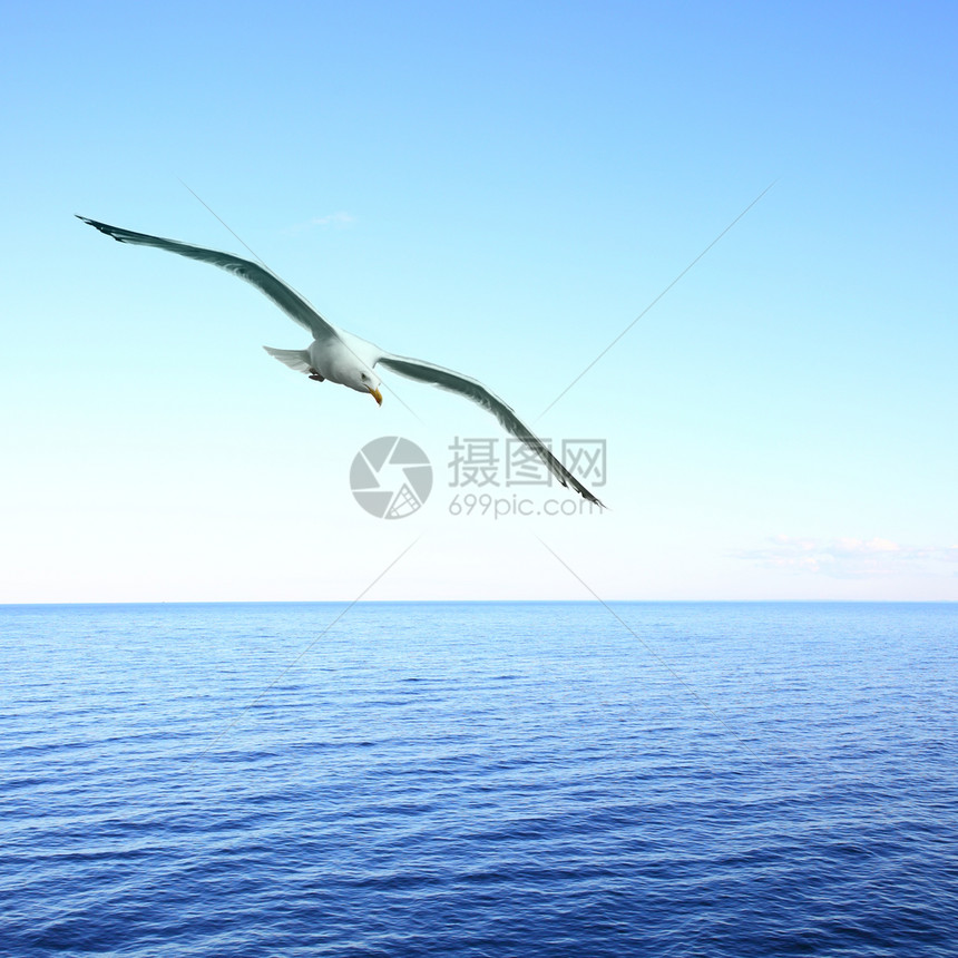 美丽的海景鸥在面上飞跃图片