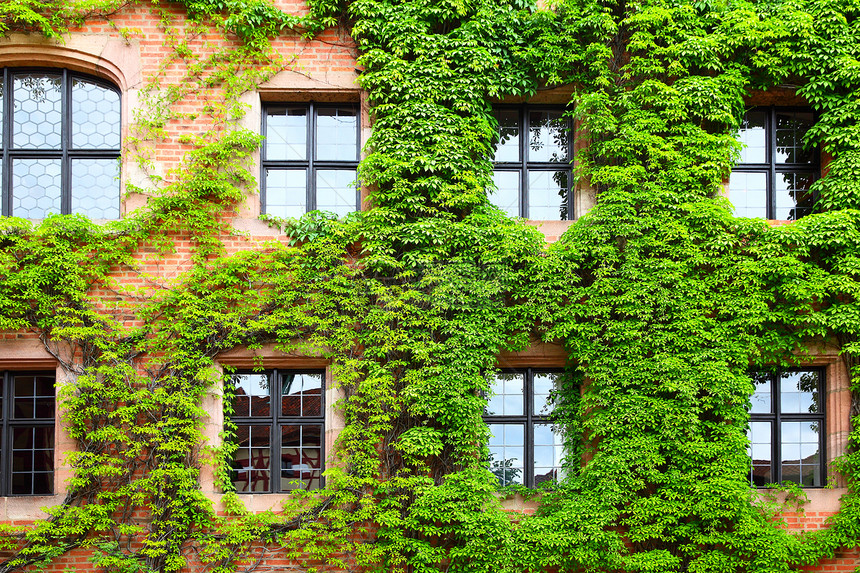 德国绿常春藤的老房子长大过头了图片