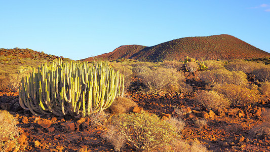 加那利群岛特纳里菲日落时有仙人掌的沙漠全景高清图片