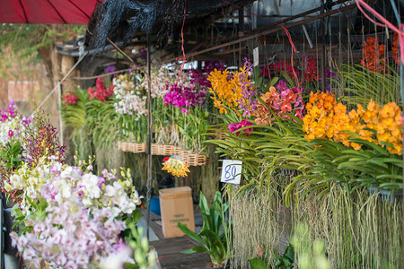 泰国兰花店图片